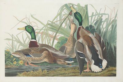 Mallard Duck by John James Audubon